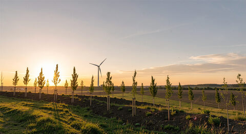 A wide open landscape at golden hour with a wind turbine and young planted trees along a low ridge.
